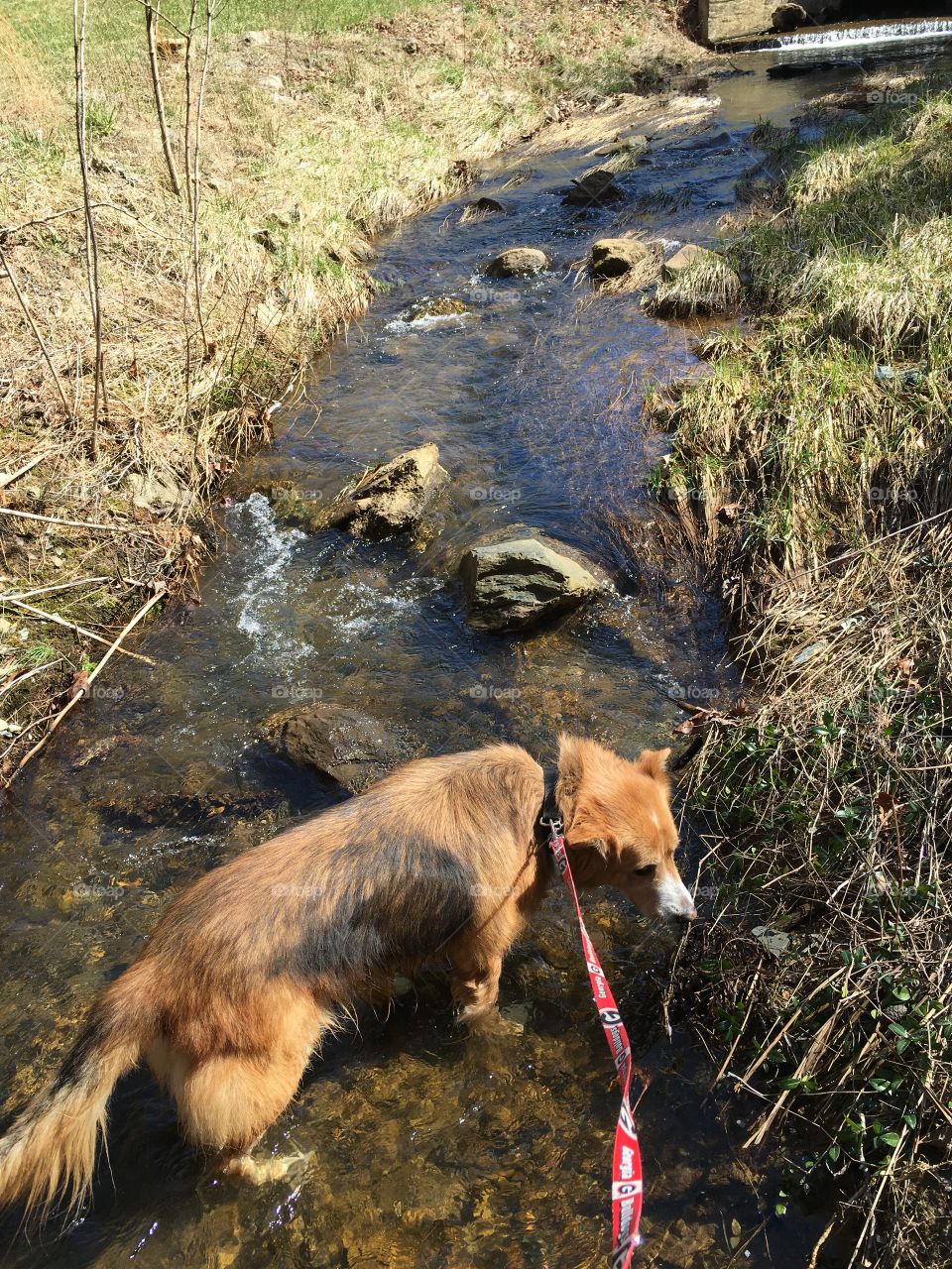 Maggie, a collie-shepherd mix, quenches her thirst in a stream at Fort Mountain, GA.