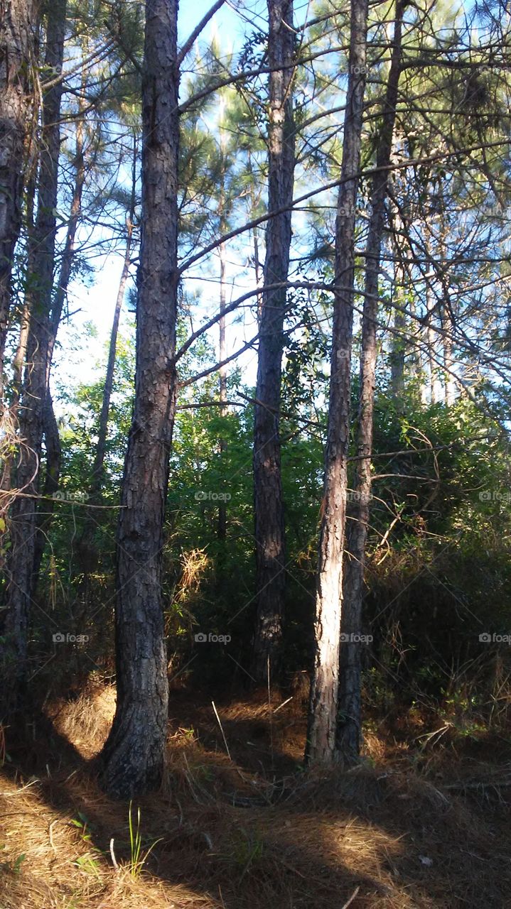 Lousiana pines