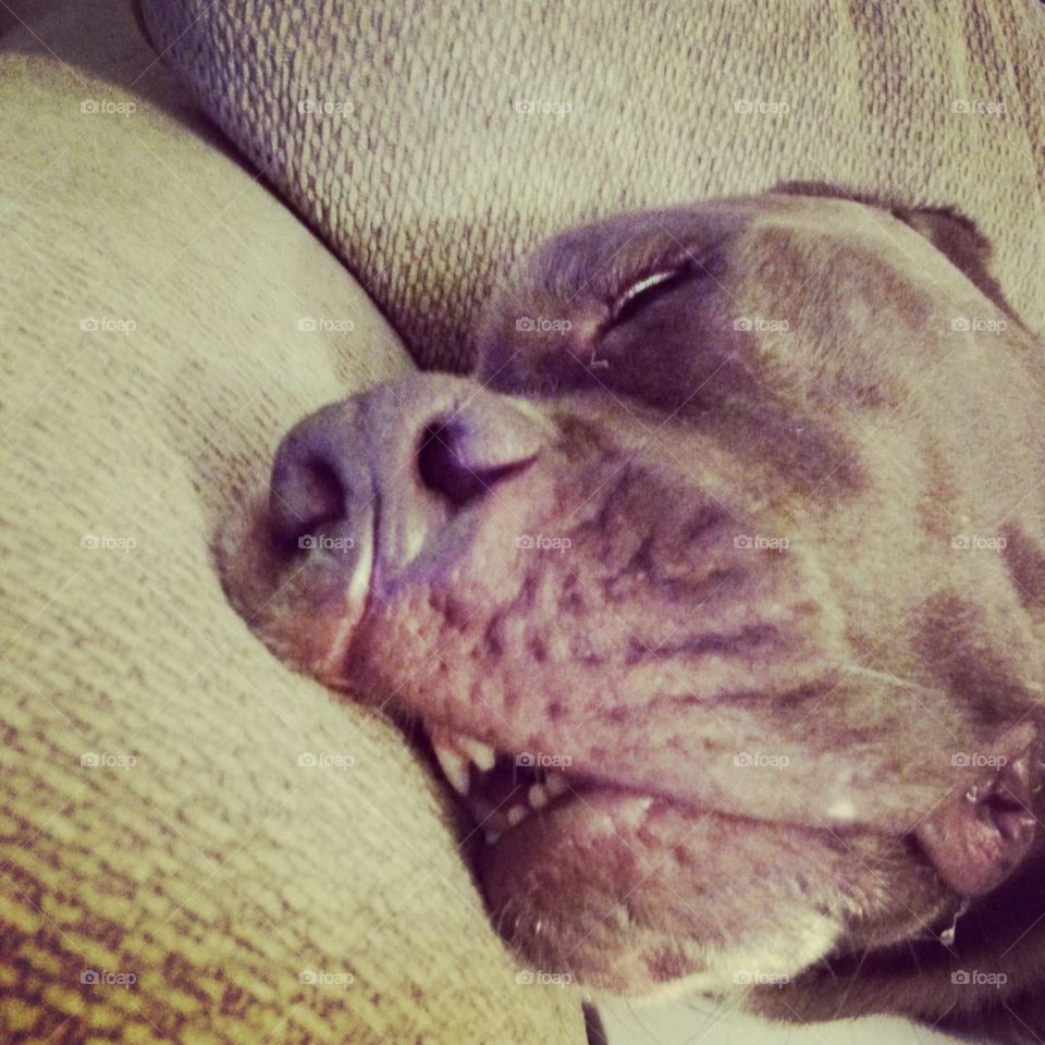 That can't be Comfortable. . Large dog sleeping in a humorous position. 