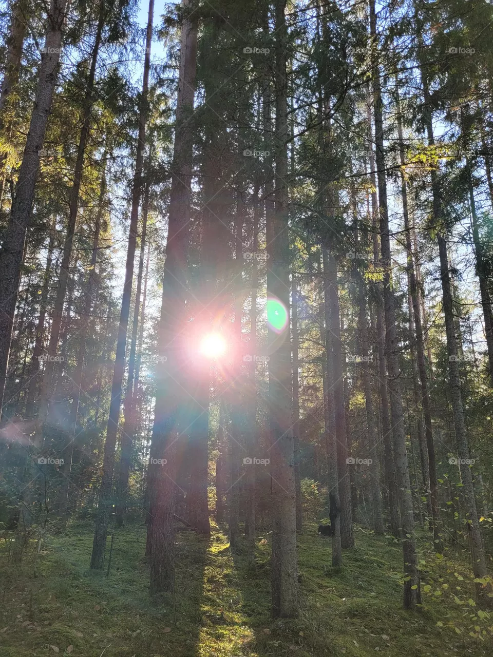 nature