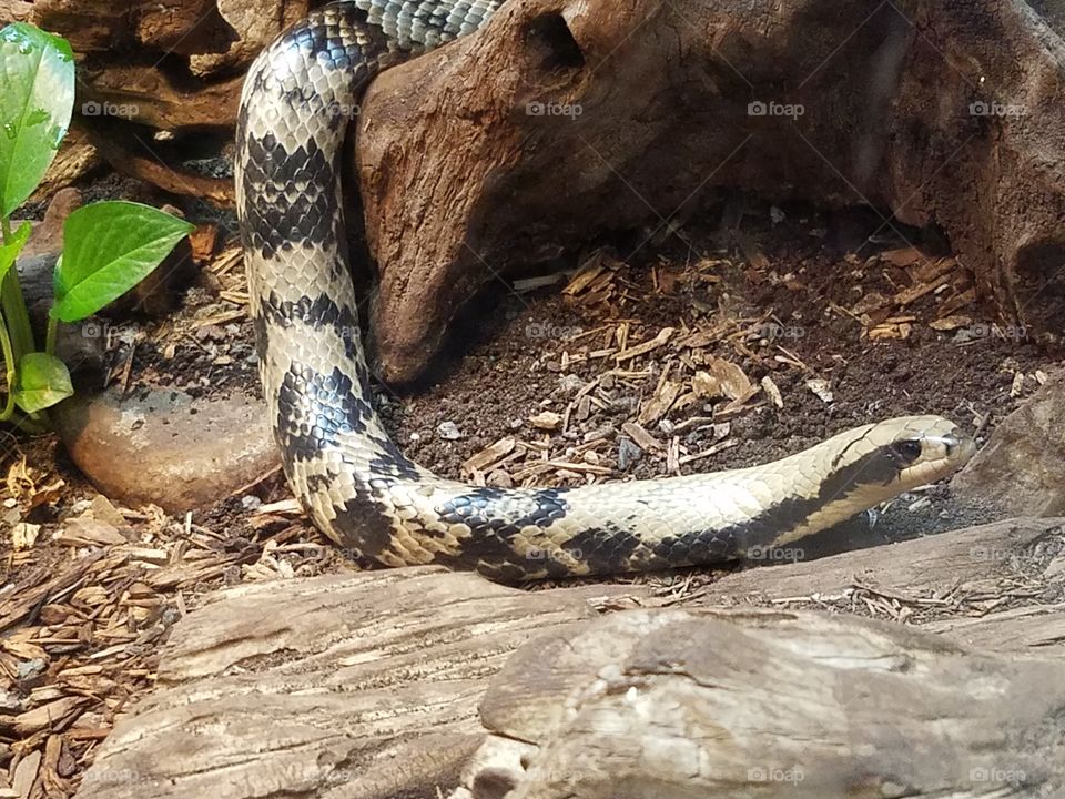 Snake takes a look