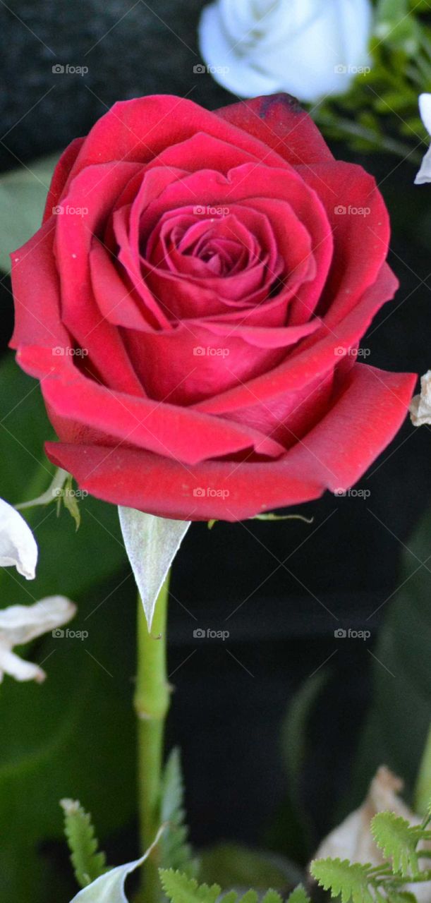 rose red love