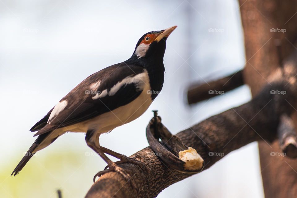 starling perched on a tree branch