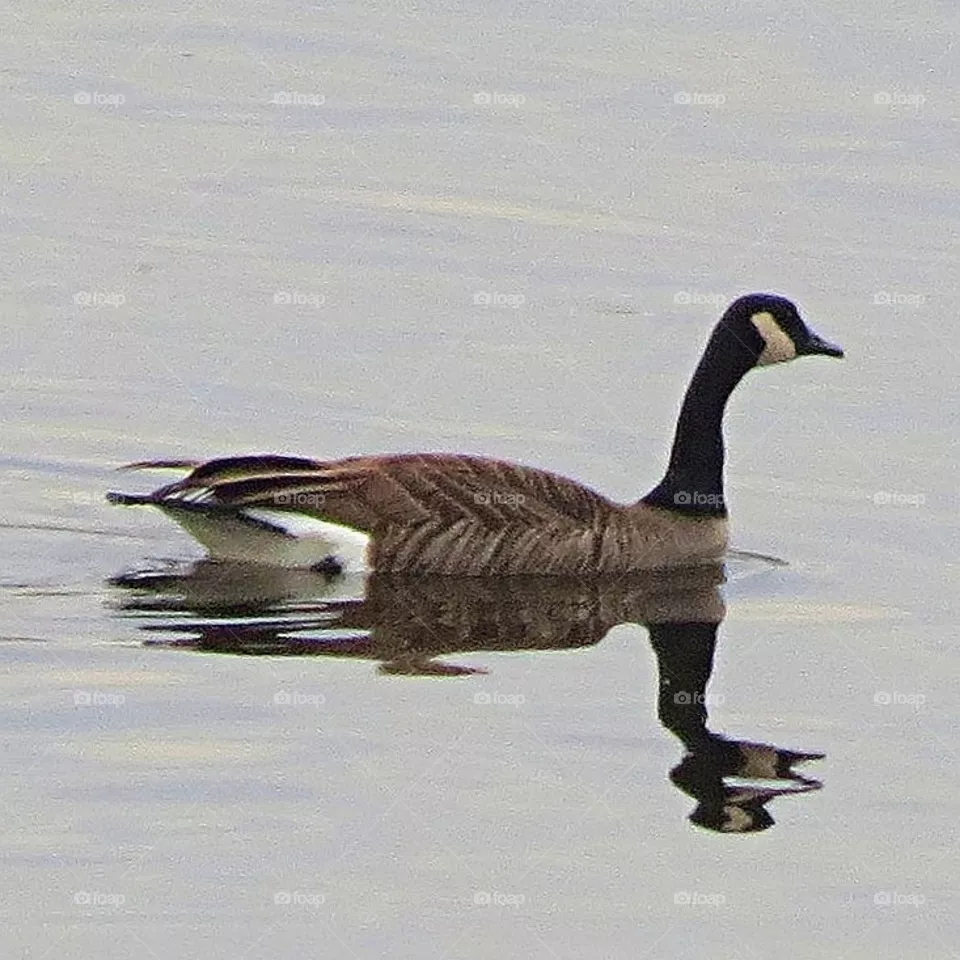 Canada Goose