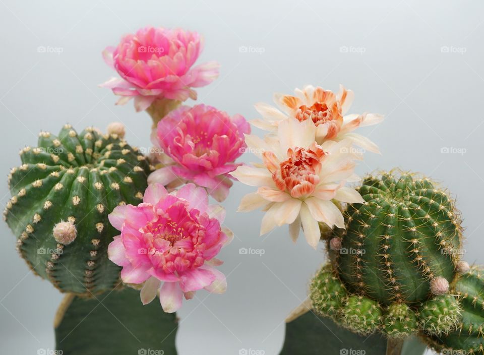 lobivia cactus flowers
