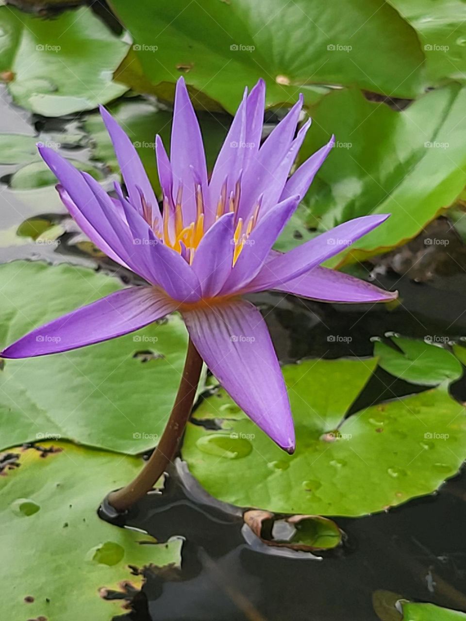 A single, beautiful, purple flower standing proudly by itself.