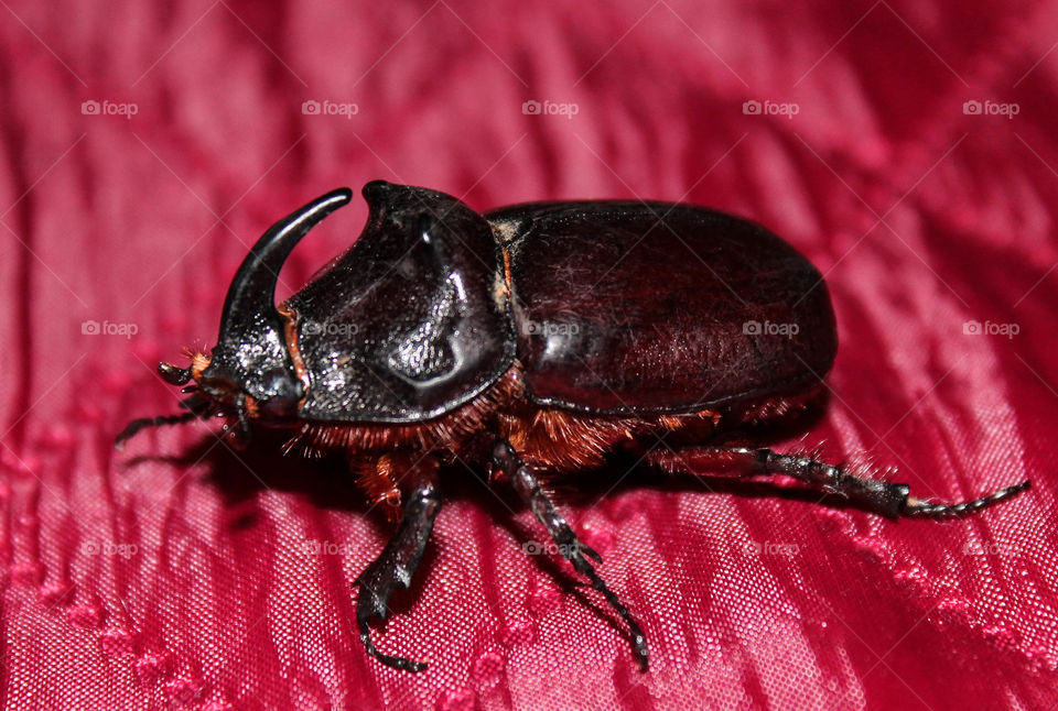 Invertebrate, No Person, Beetle, Nature, Insect