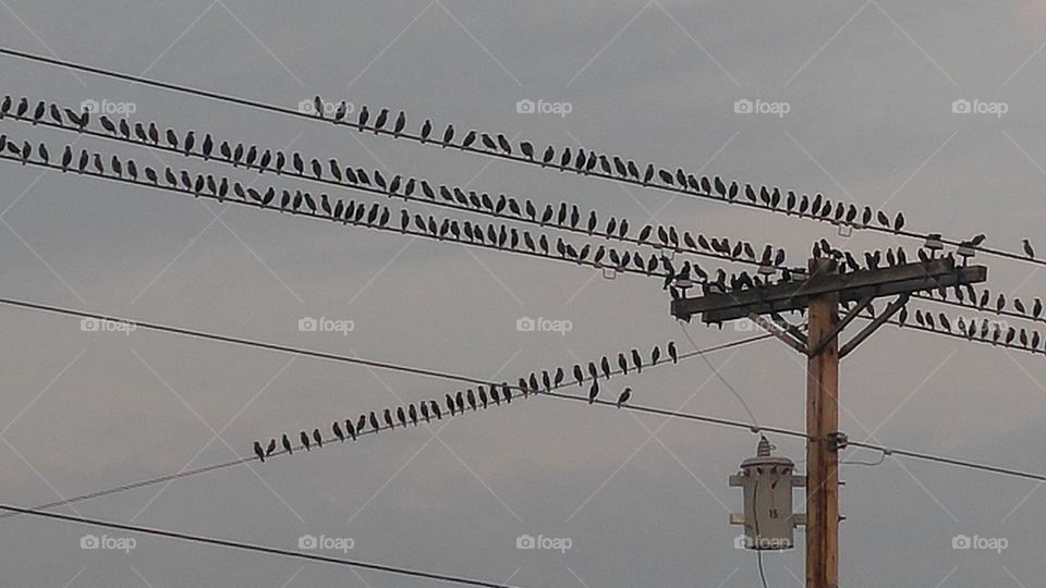 Wire, Sky, High, Electricity, Voltage