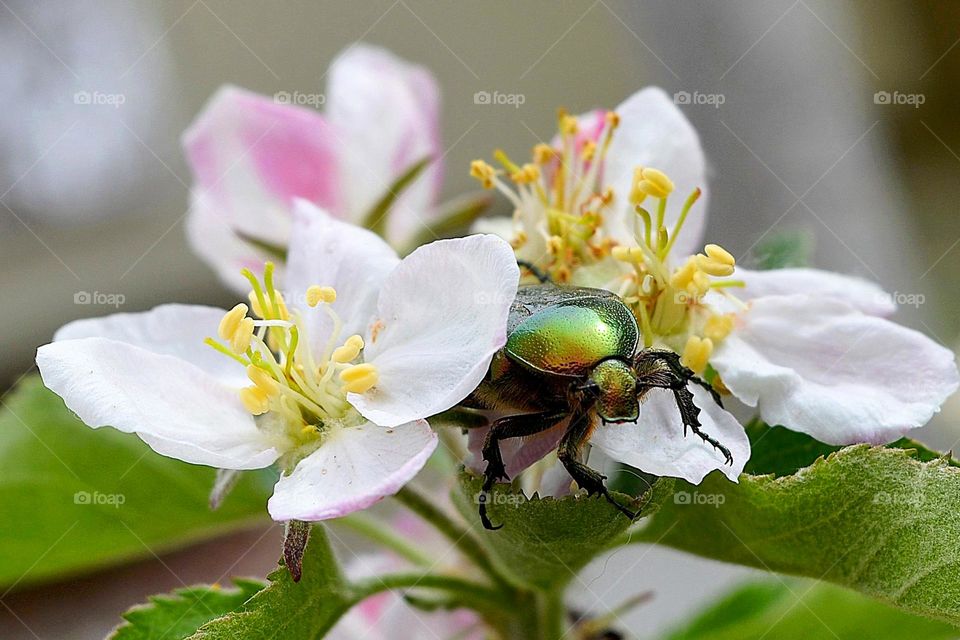 Beautiful spring in macro