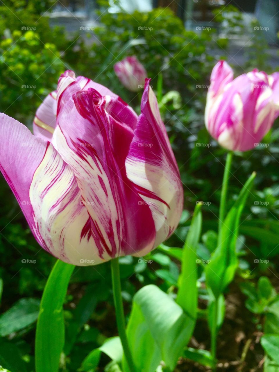 Nature, Flower, Summer, Flora, Tulip