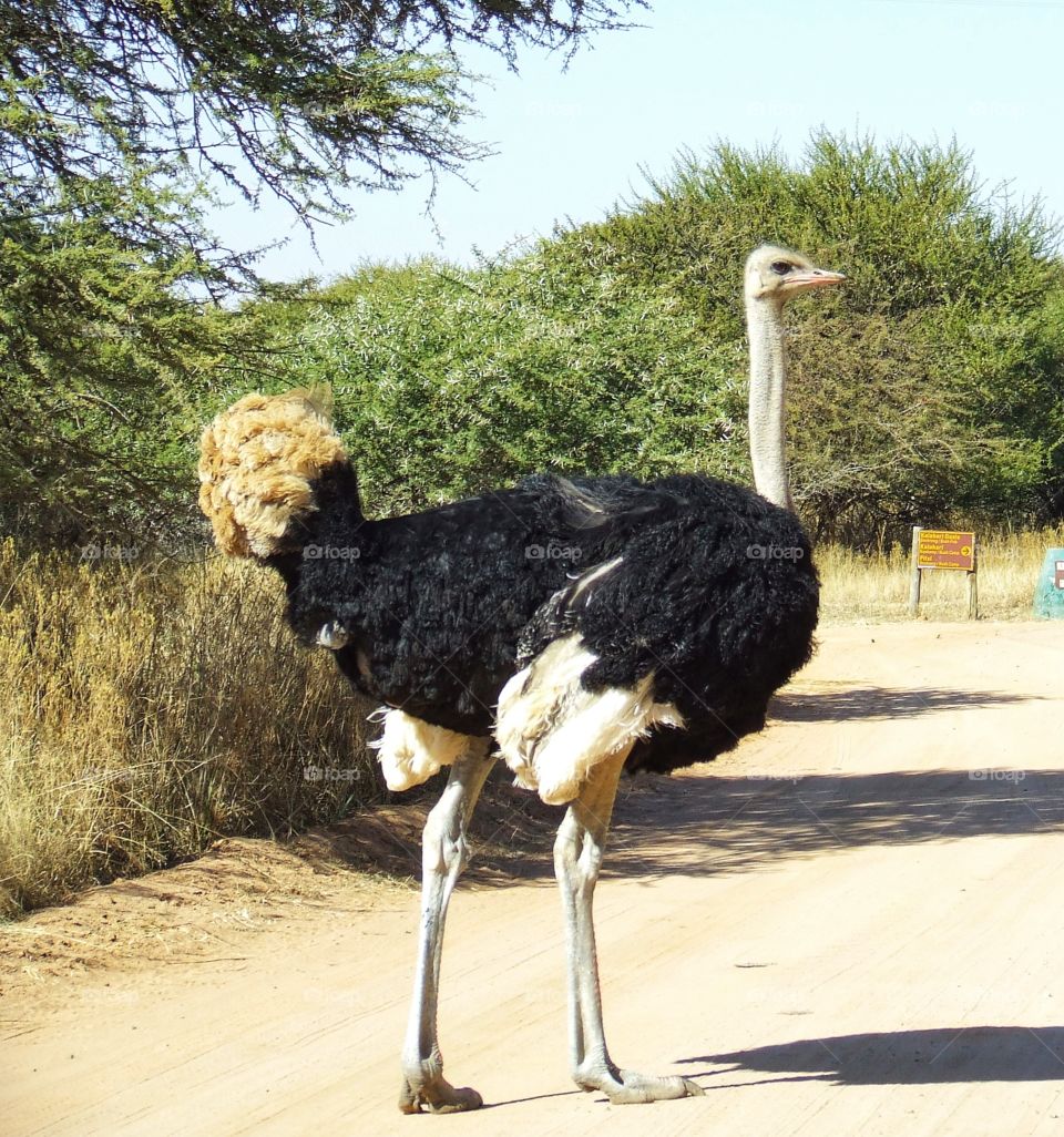 Ostrich on a sandy road