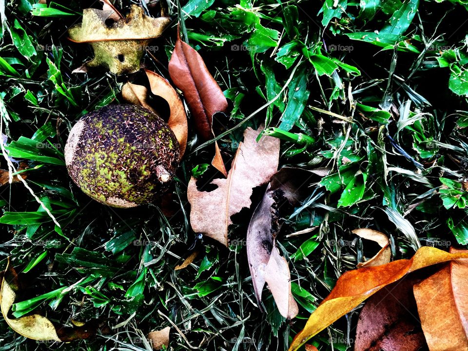 Fallen fruit on the ground