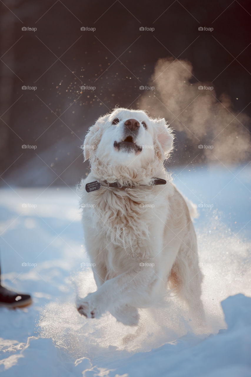 Dogs playing in snow