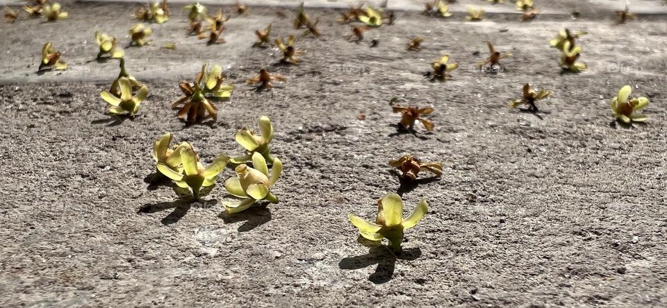 Cute little flowers of a tree fallen on the ground.