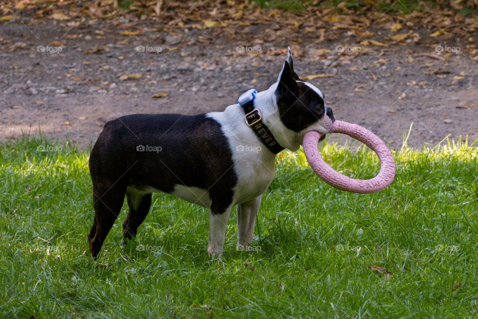 French bulldog standing on the grass with a pink toy.