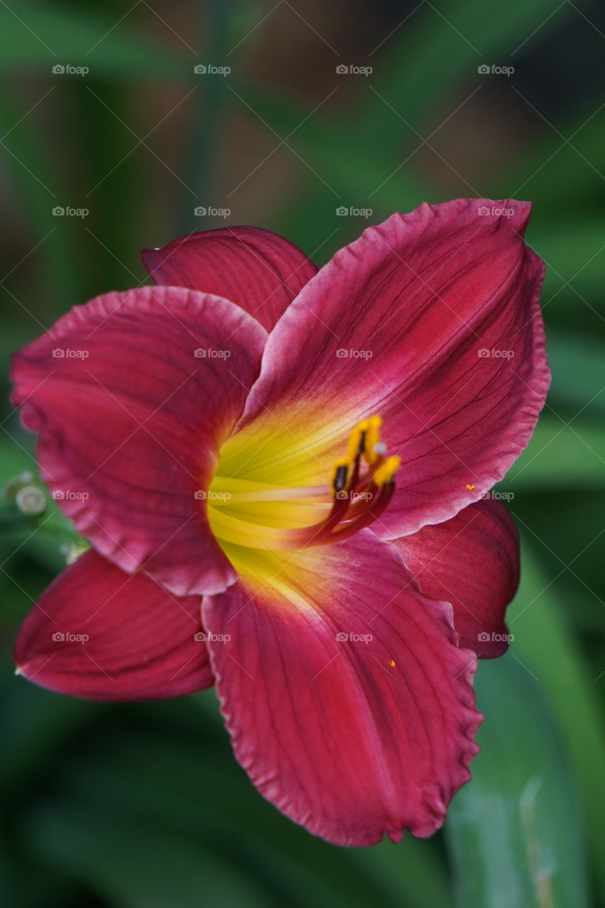 A burgundy red Easter Lily. 