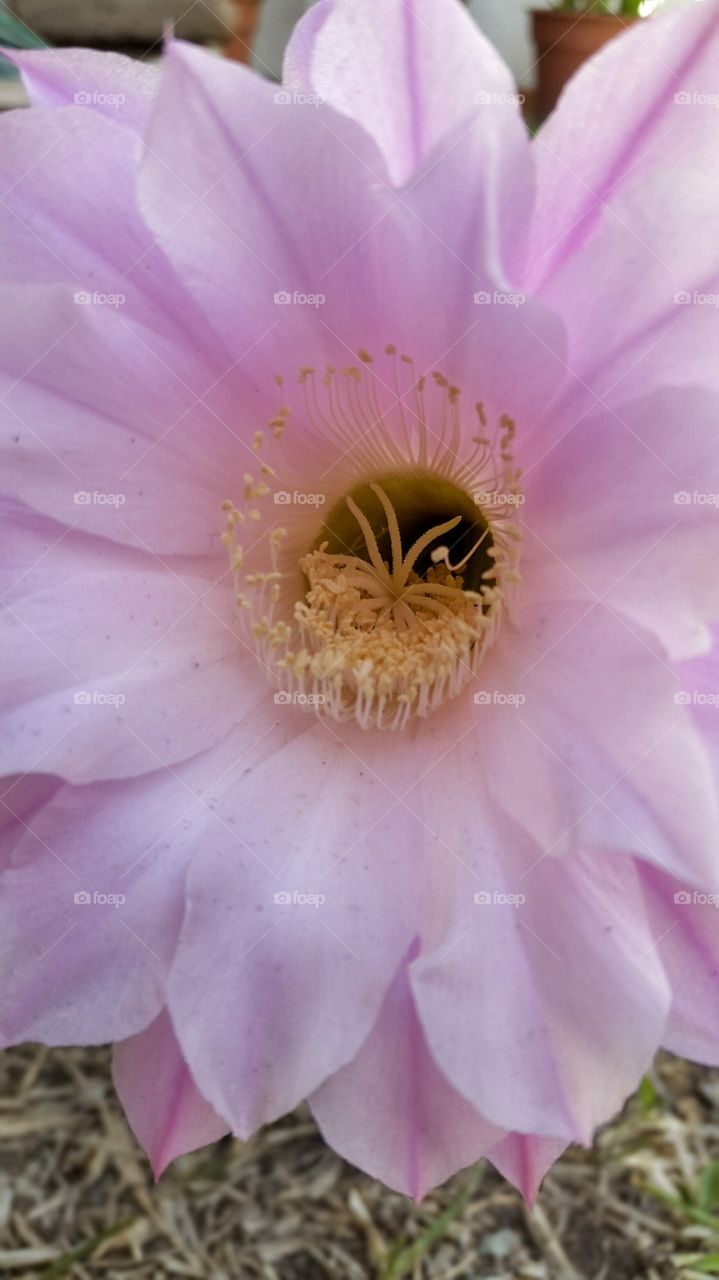 pink flower. flower