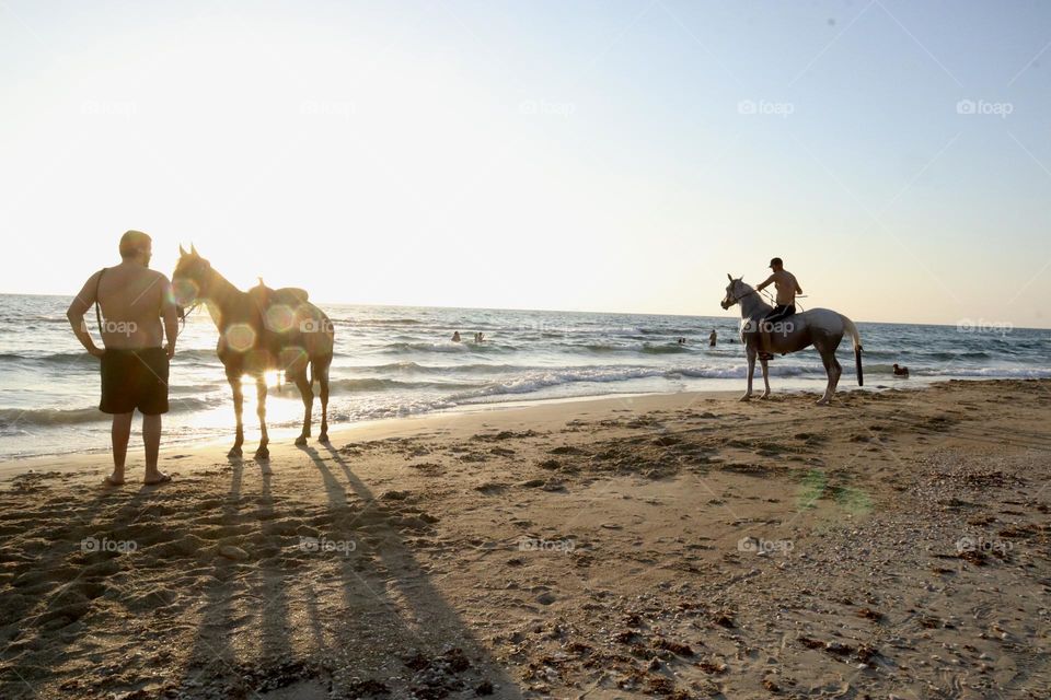 Two horses on the beach during sunset 