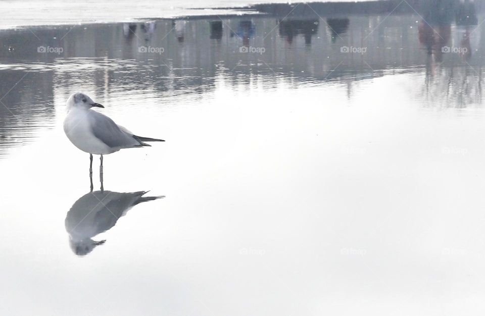 Seagull in a puddle with reflection