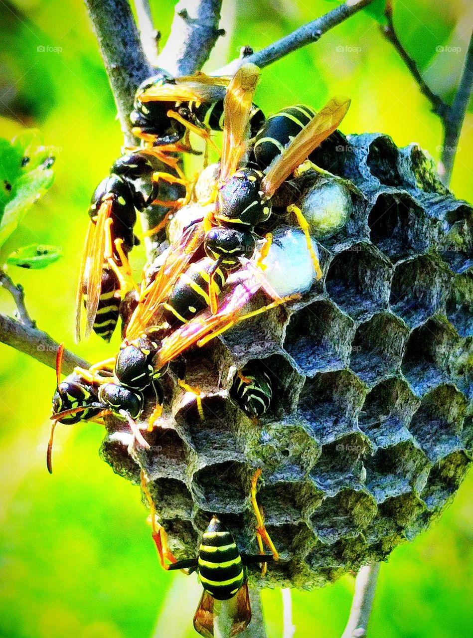 Summer.  A wild wasp hive attached to a plant stem