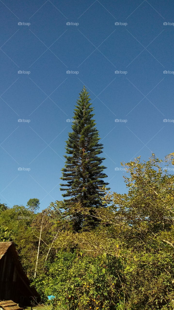 PINHEIRO TANNENBAUM