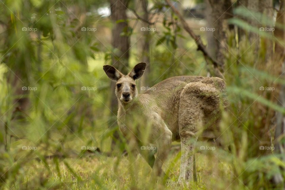 Kangaroo in the Grass