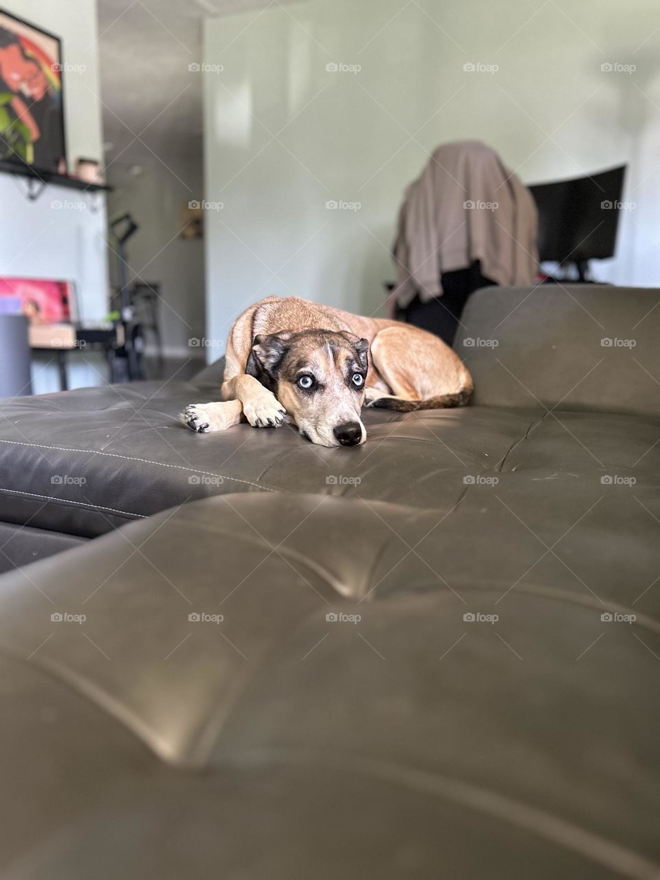 His name is Titus. Titus is a beagle/ Australian shepherd mix. 7 years old and loves to pose to the camera!