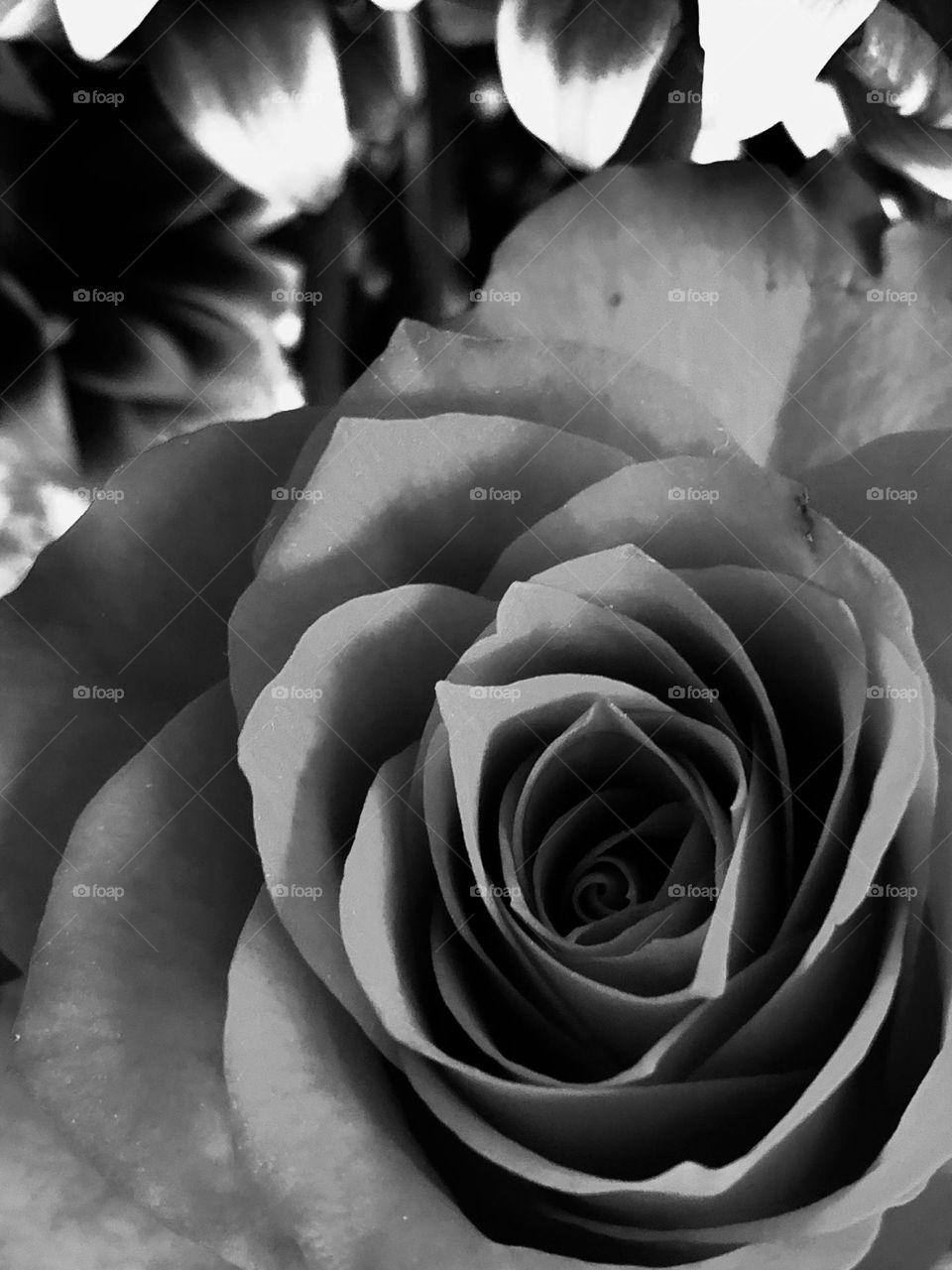 Black n white rose