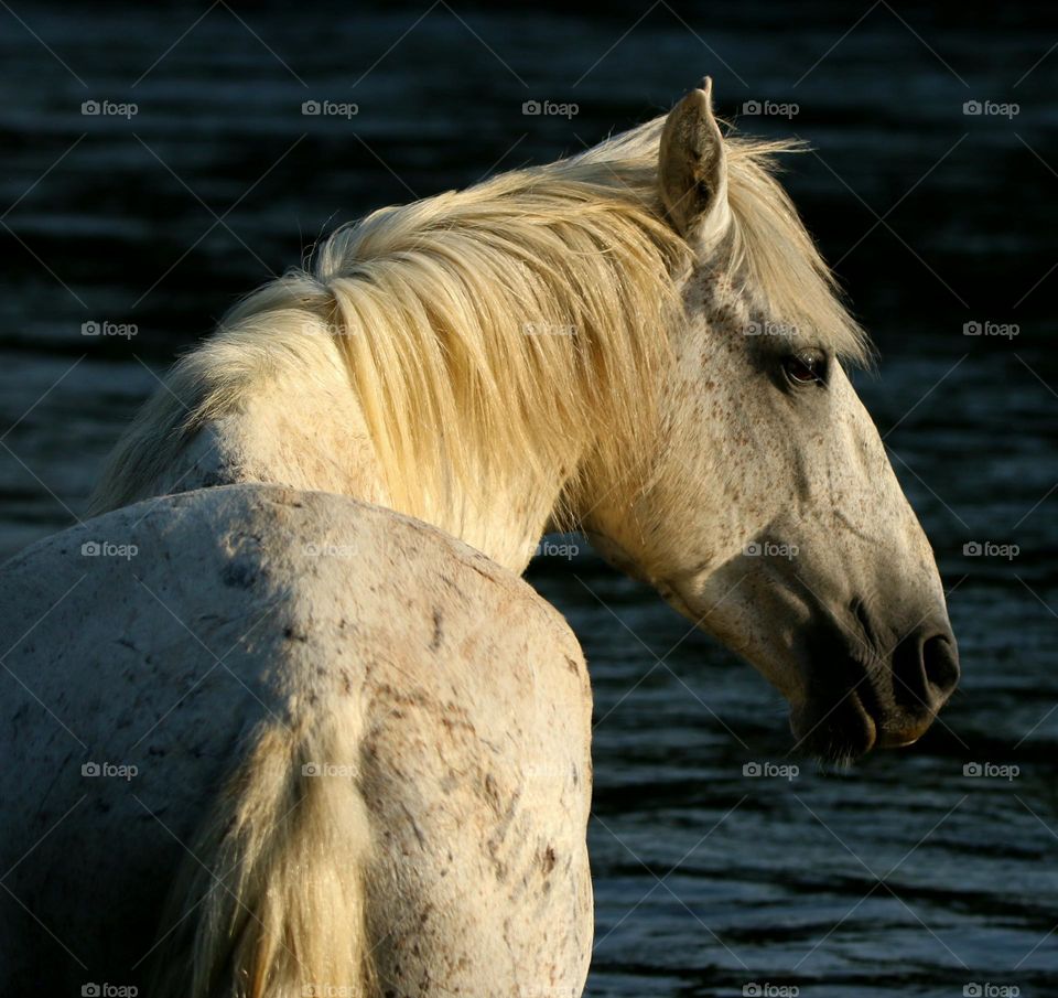 Wild Stallion at the River