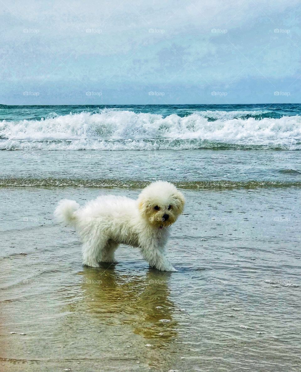Little white puppy entering the ocean waters for the first time and feeling the cold Pacific time his paws. 