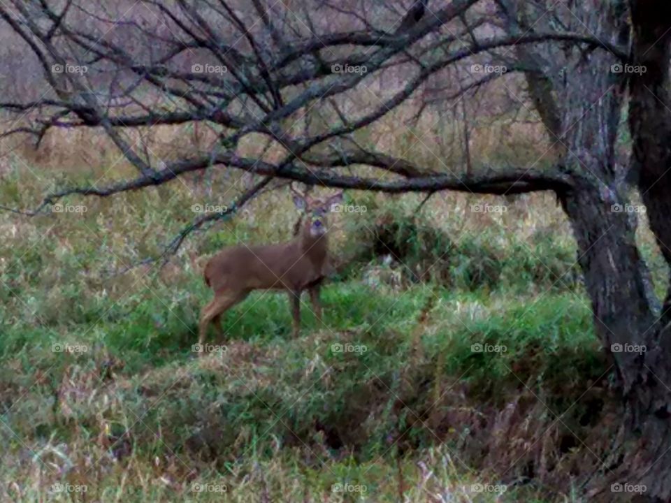 The buck stands here.  while driving the back roads, this buck ran across in front of our car.  After crossing the road the deer came to a standstill under the tree and watched us.