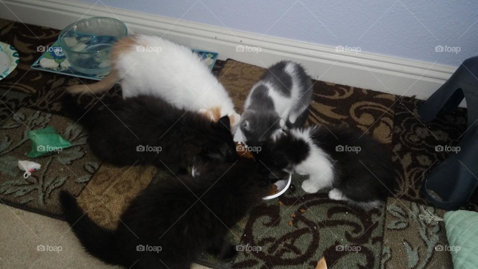 These kittens all like to share the same bowl to eat their food.