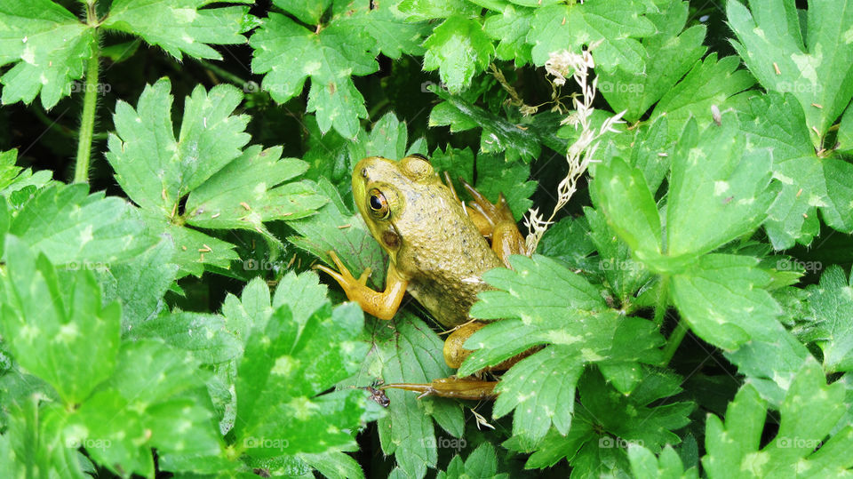 Frog in green bushes