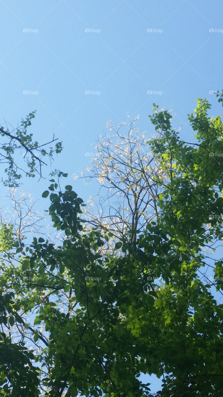 trees and sky