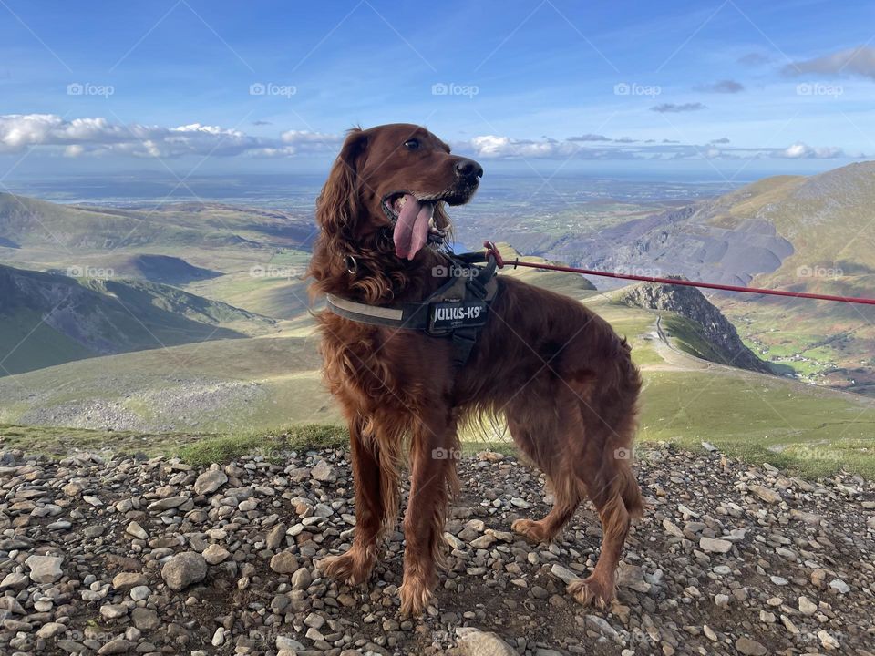 And Quinn made it up Snowdon too !🐶