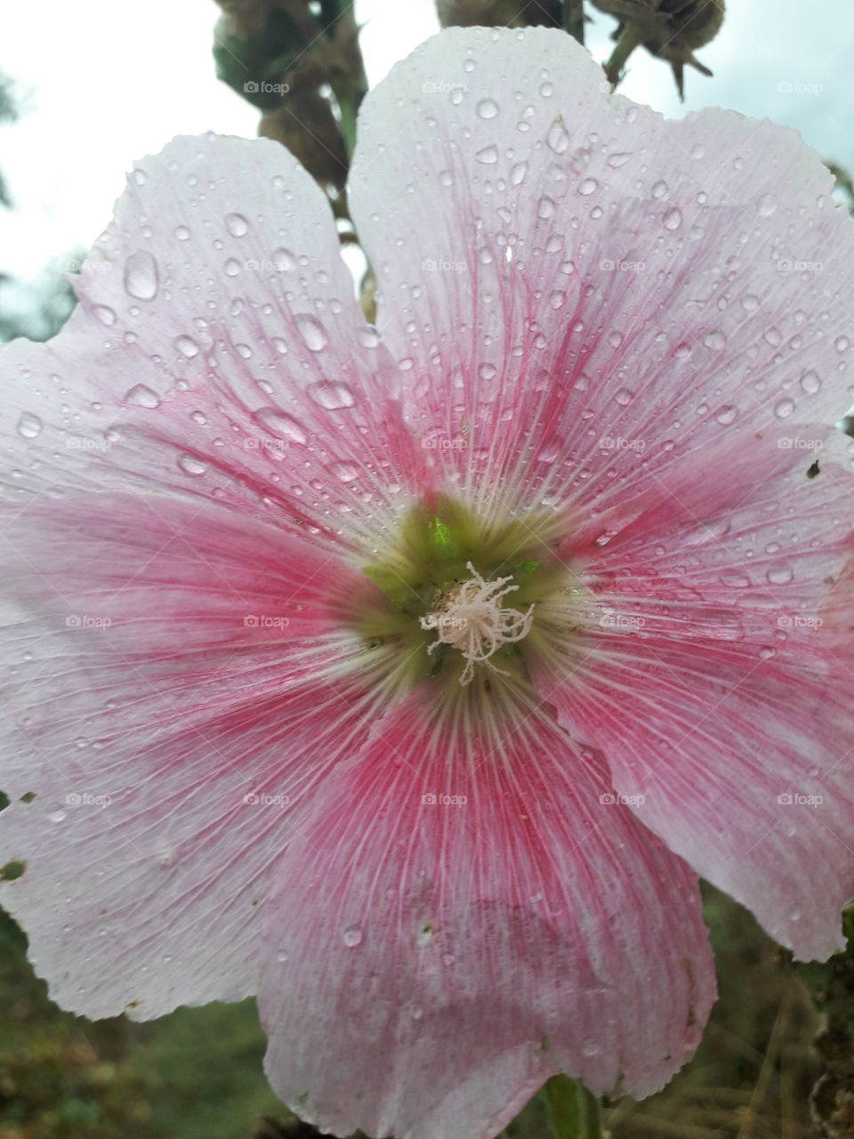 flower rosa Hollyhock drop water rain wet pink color petal