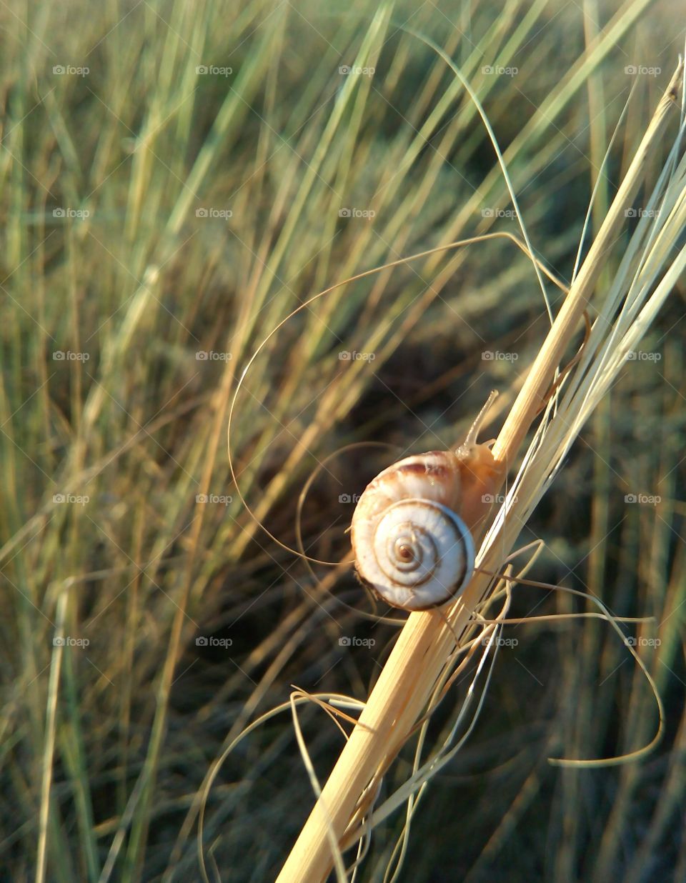 Nature, Snail, Garden, Flora, Grass