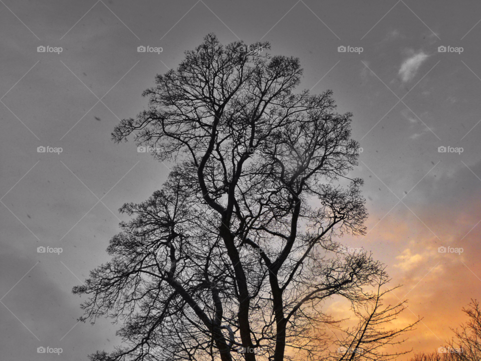 sky pattern tree park by Raid1968