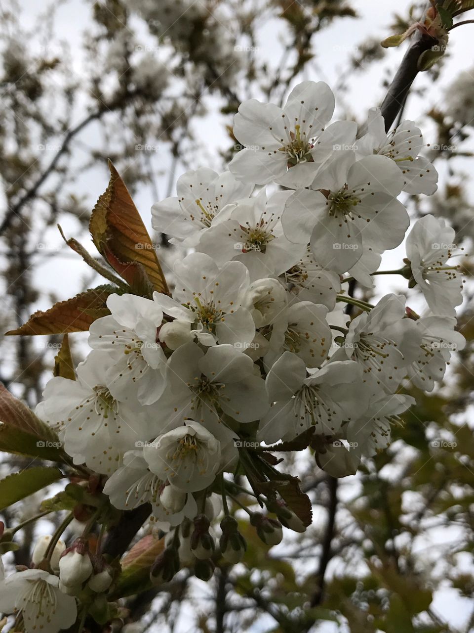 Äppelblomma 