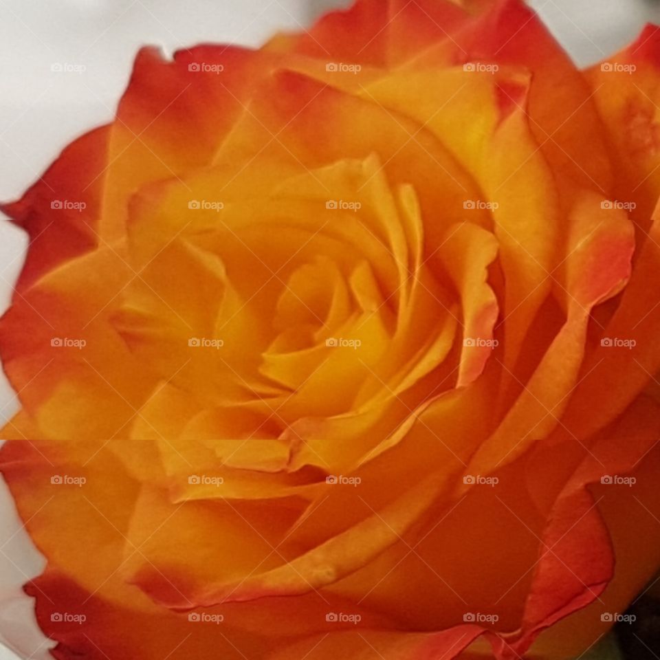 vacker ros i skimrande färg