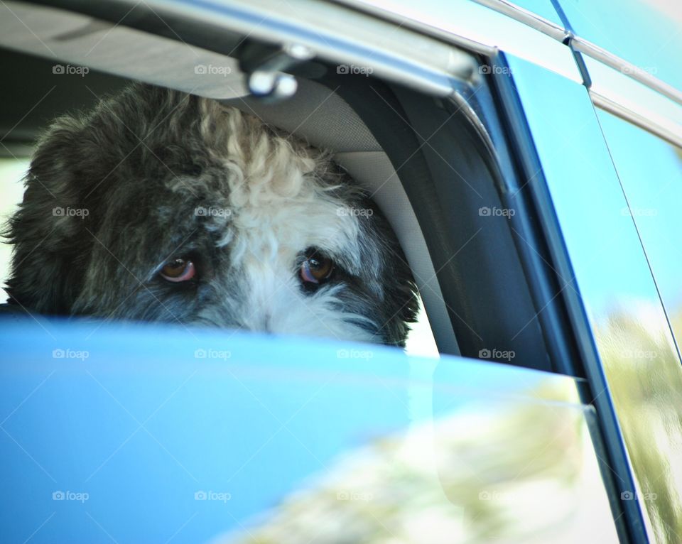 Dog (Labradoodle) peeking thru a window car