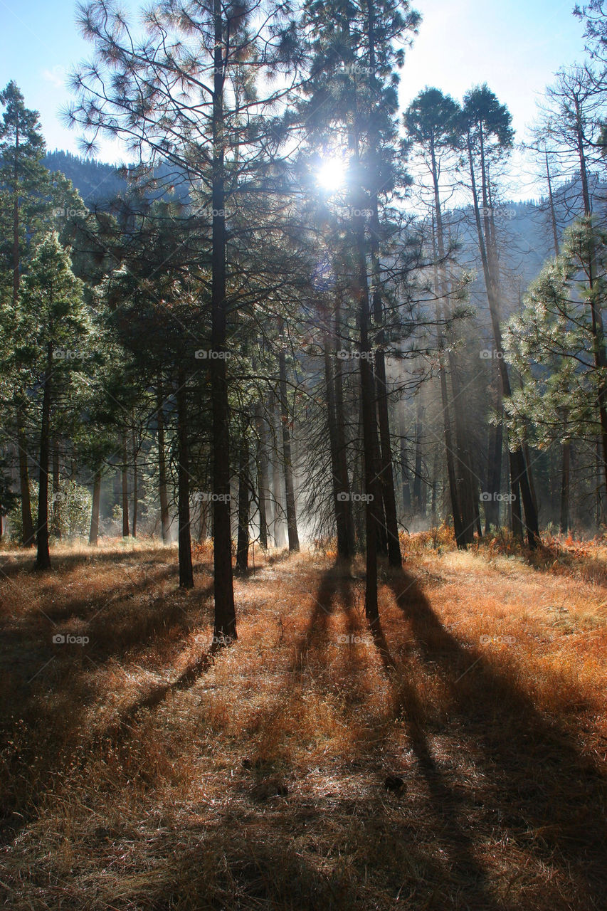 Sunlight passing through trees