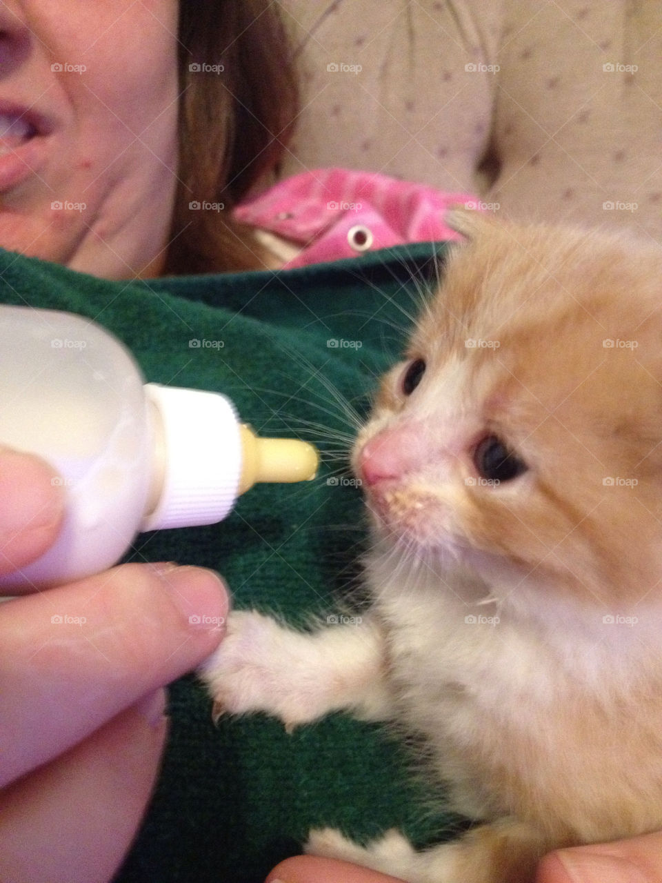 newborn kitten feeding by sarahrutherford