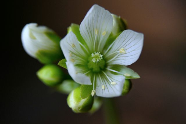 Venus flytrap white and green flower