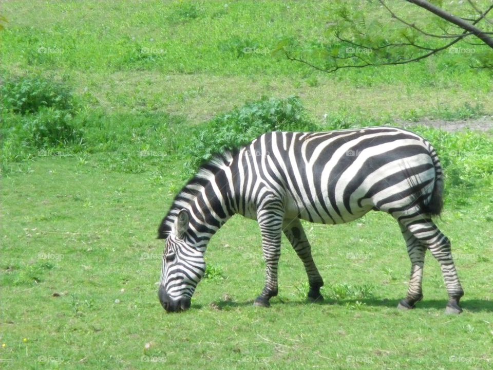 animal wildlife zebra stripes by emsingh