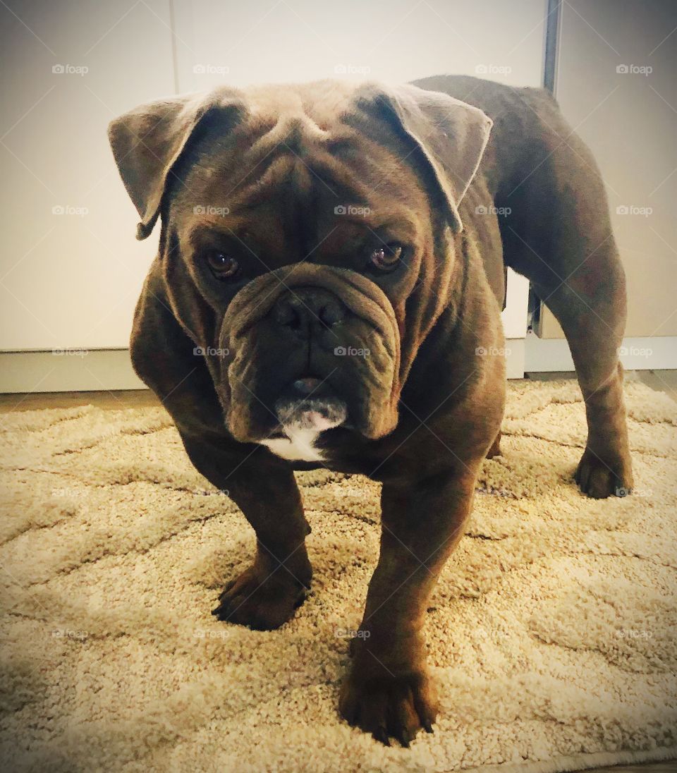 Stare down with a bulldog