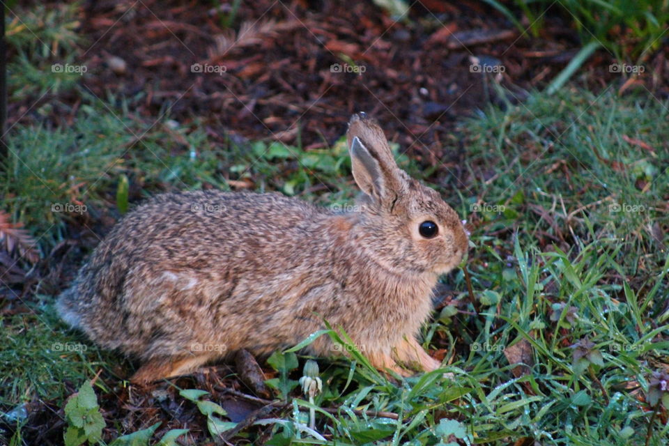 Side view of a rabbit on grass