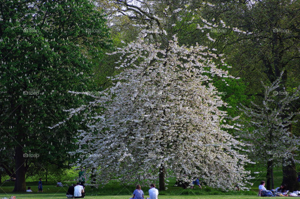 Árbol en flor en parque de Londres 