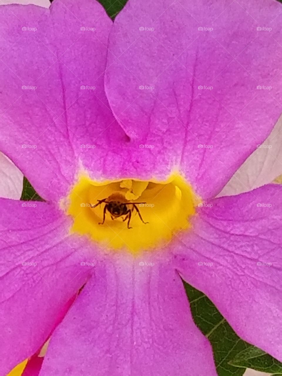 pollination by a bee