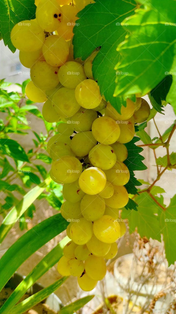 Grape picking looks beautiful and tastes great
